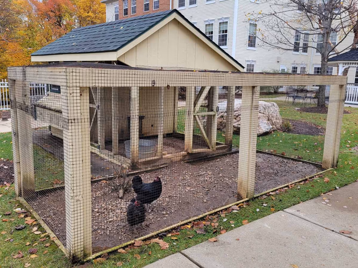 A small chicken coop with two black chickens inside, surrounded by a wire mesh enclosure. The coop is situated outdoors on a grassy area near a sidewalk, with a building and autumn trees in the background.
