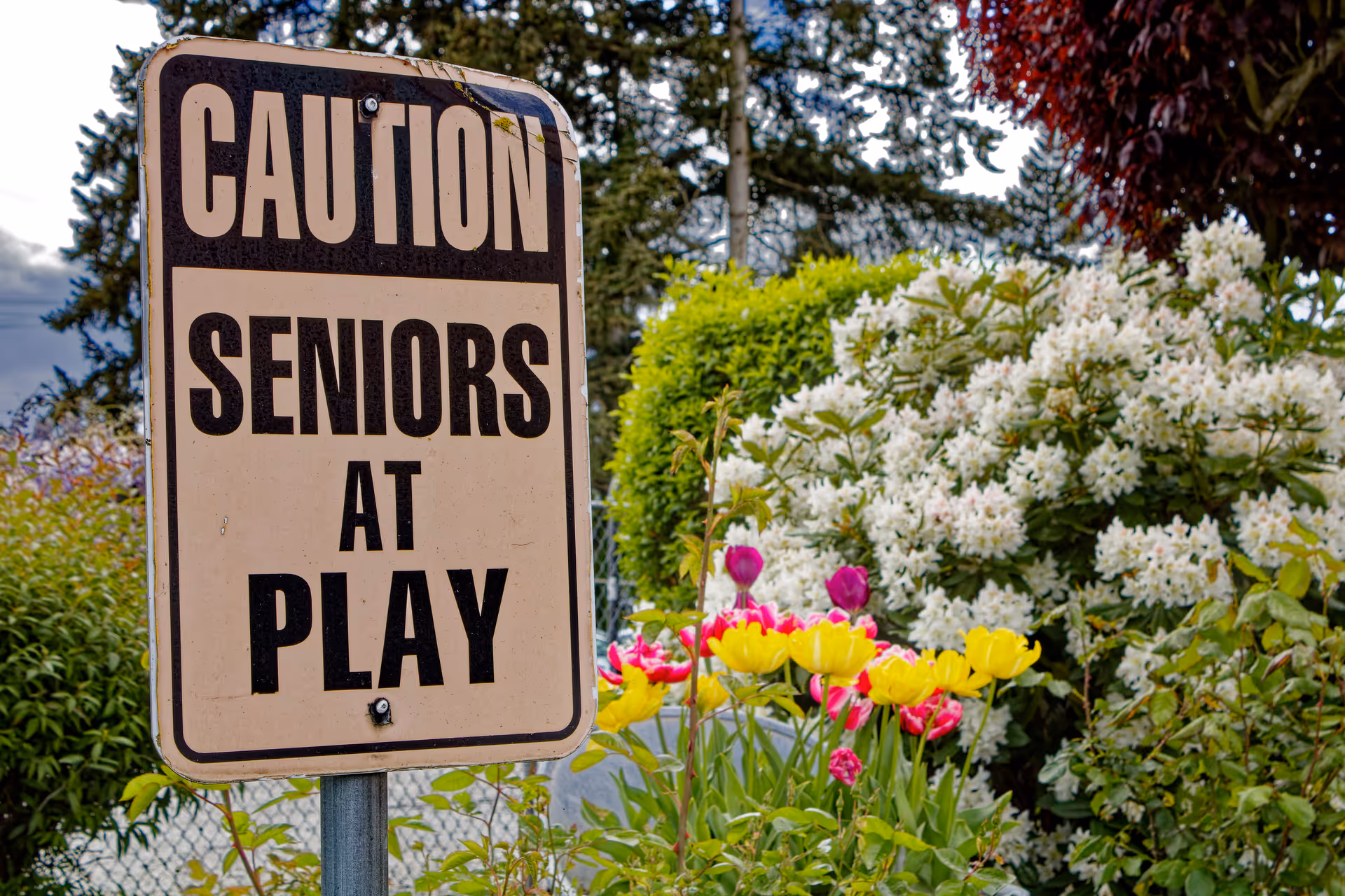 A caution sign reading 'CAUTION SENIORS AT PLAY' is positioned in front of a garden with colorful flowers including yellow and pink tulips, white flowering bushes, and green shrubs, with trees and a cloudy sky in the background.