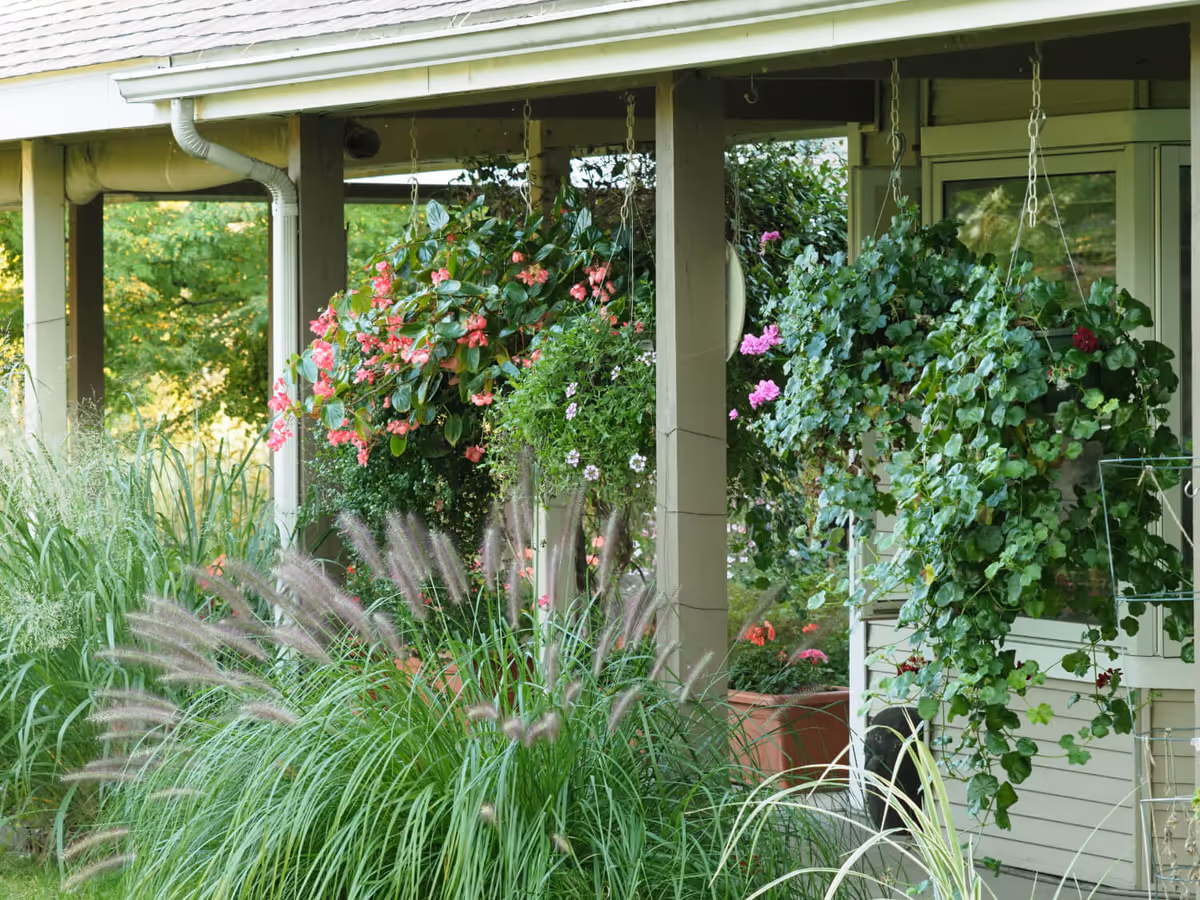 A porch area with hanging flower baskets filled with green foliage and pink flowers, surrounded by tall ornamental grasses and other plants, with a building wall and window in the background.