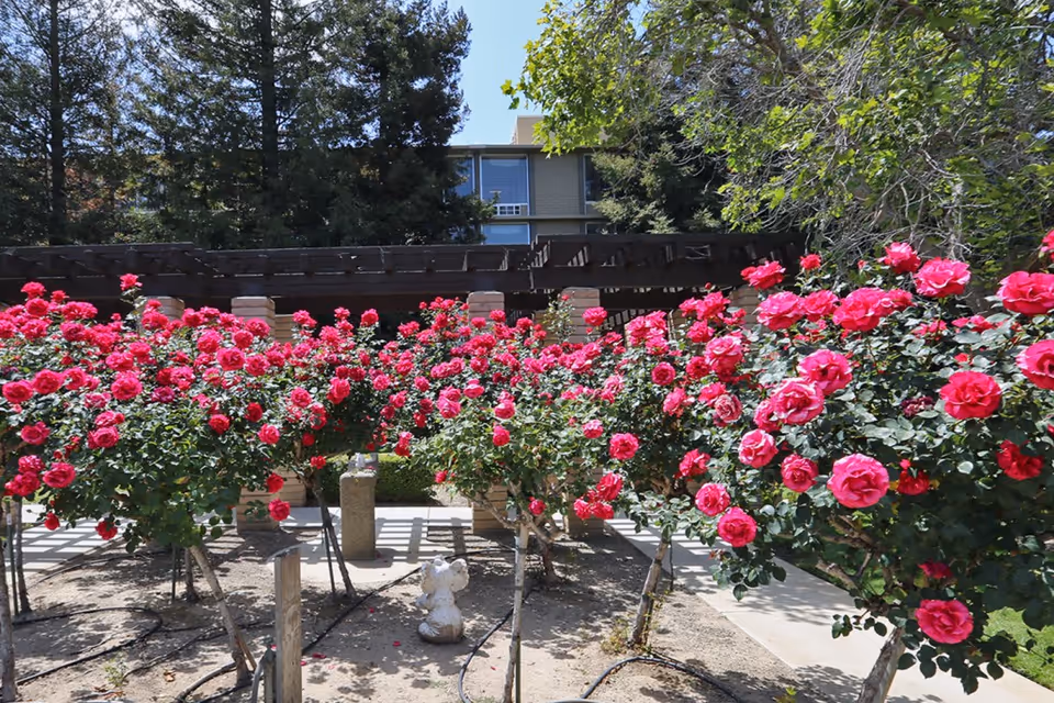 Bright pink rose bushes in a courtyard garden beneath a wooden pergola with a multi-story building in the background.
