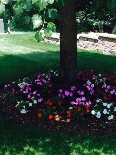 A tree surrounded by a circular flower bed with pink, red, and white flowers, set in a well-maintained grassy area with a stone retaining wall in the background.
