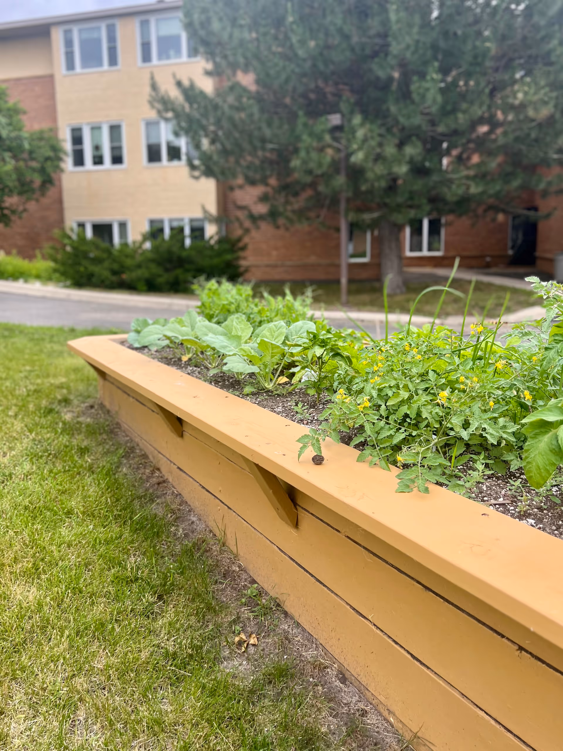 A raised garden bed with various green plants and small yellow flowers growing in it, situated outdoors on a grassy area. In the background, there is a multi-story brick and beige building with several windows and some trees.