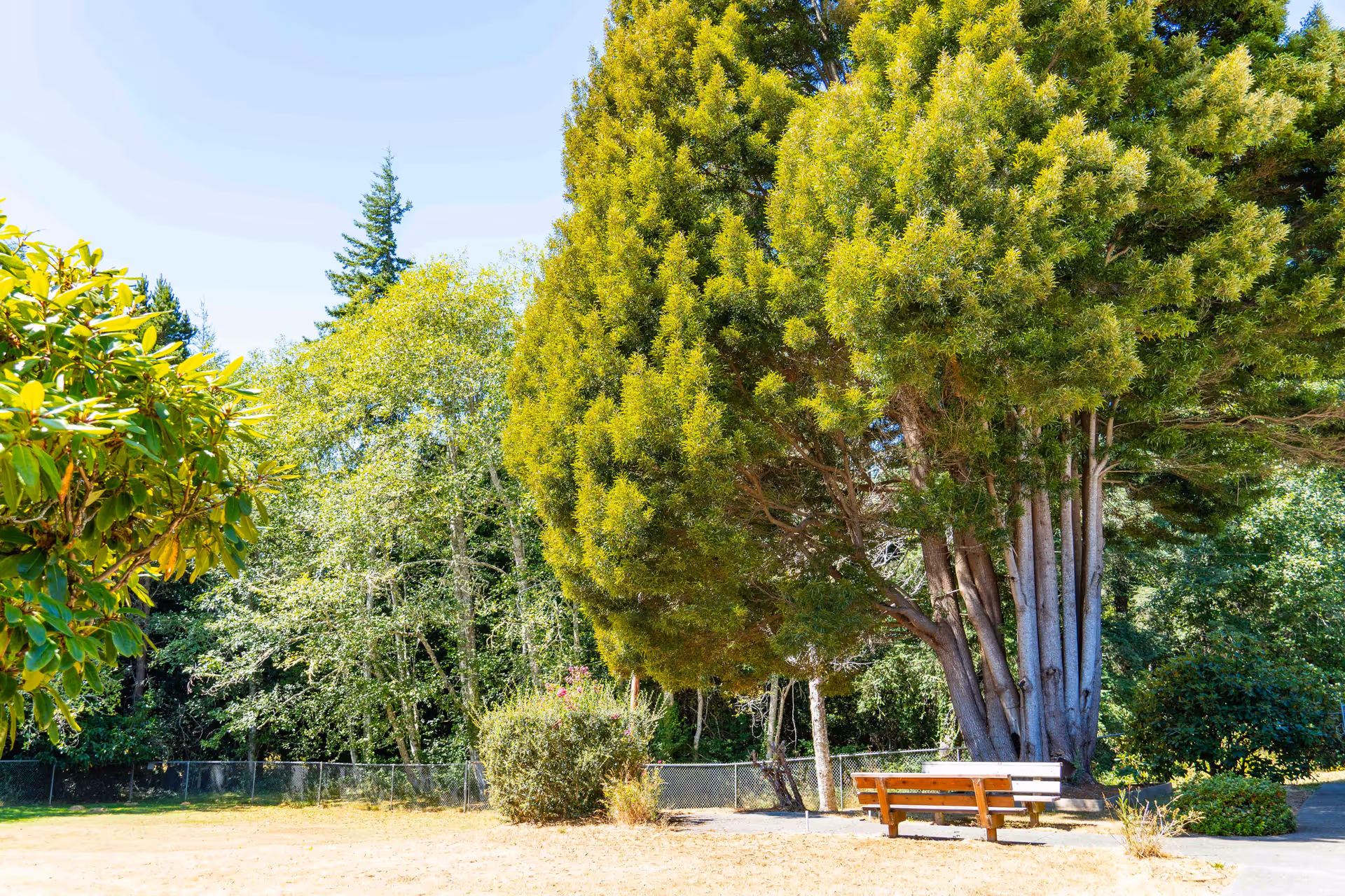 A peaceful outdoor area with a large tree providing shade over a wooden bench. Surrounding the bench are various green bushes and trees, with a clear blue sky overhead. A chain-link fence runs along the background.