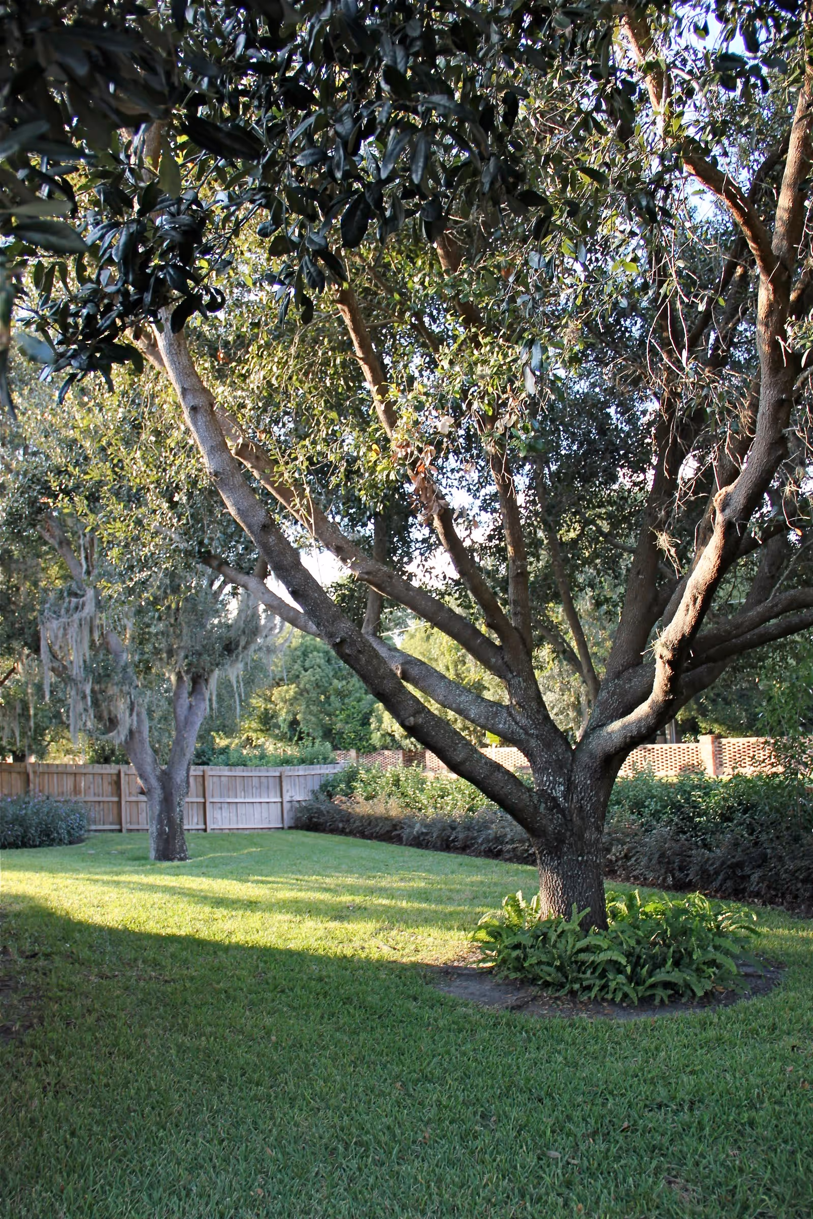 A peaceful outdoor garden area with green grass, several trees, and a wooden fence in the background. Sunlight filters through the leaves, casting shadows on the ground.