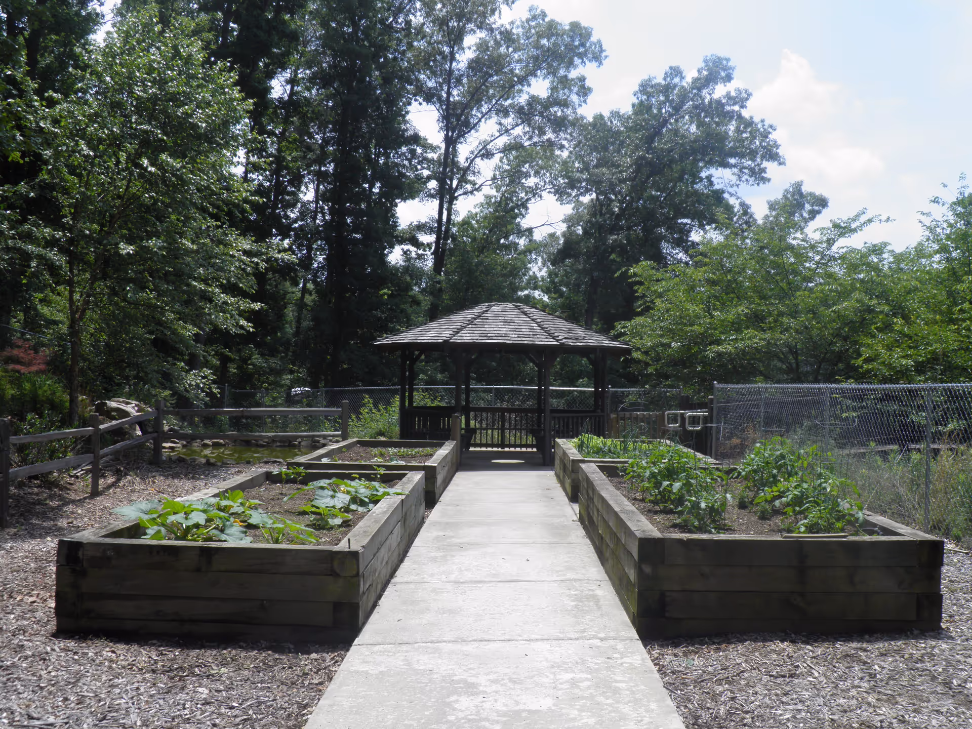 Outdoor garden area with raised wooden planting beds on either side of a concrete pathway leading to a wooden gazebo surrounded by trees and fenced area.