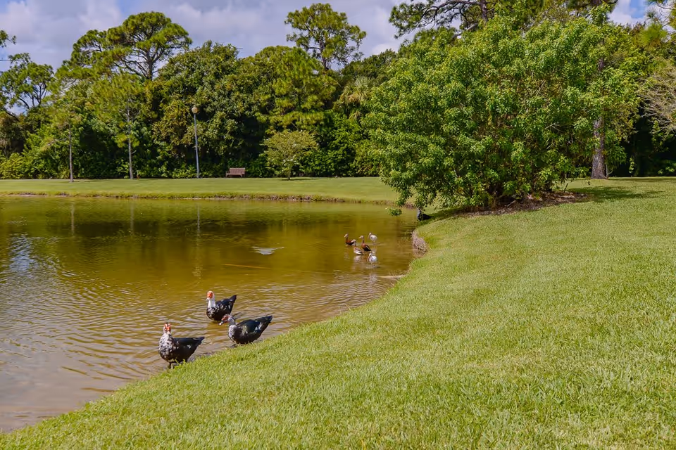 A peaceful outdoor scene featuring a small pond with several ducks standing at the water's edge and some swimming. The pond is surrounded by well-maintained green grass and lush trees in the background under a partly cloudy sky.