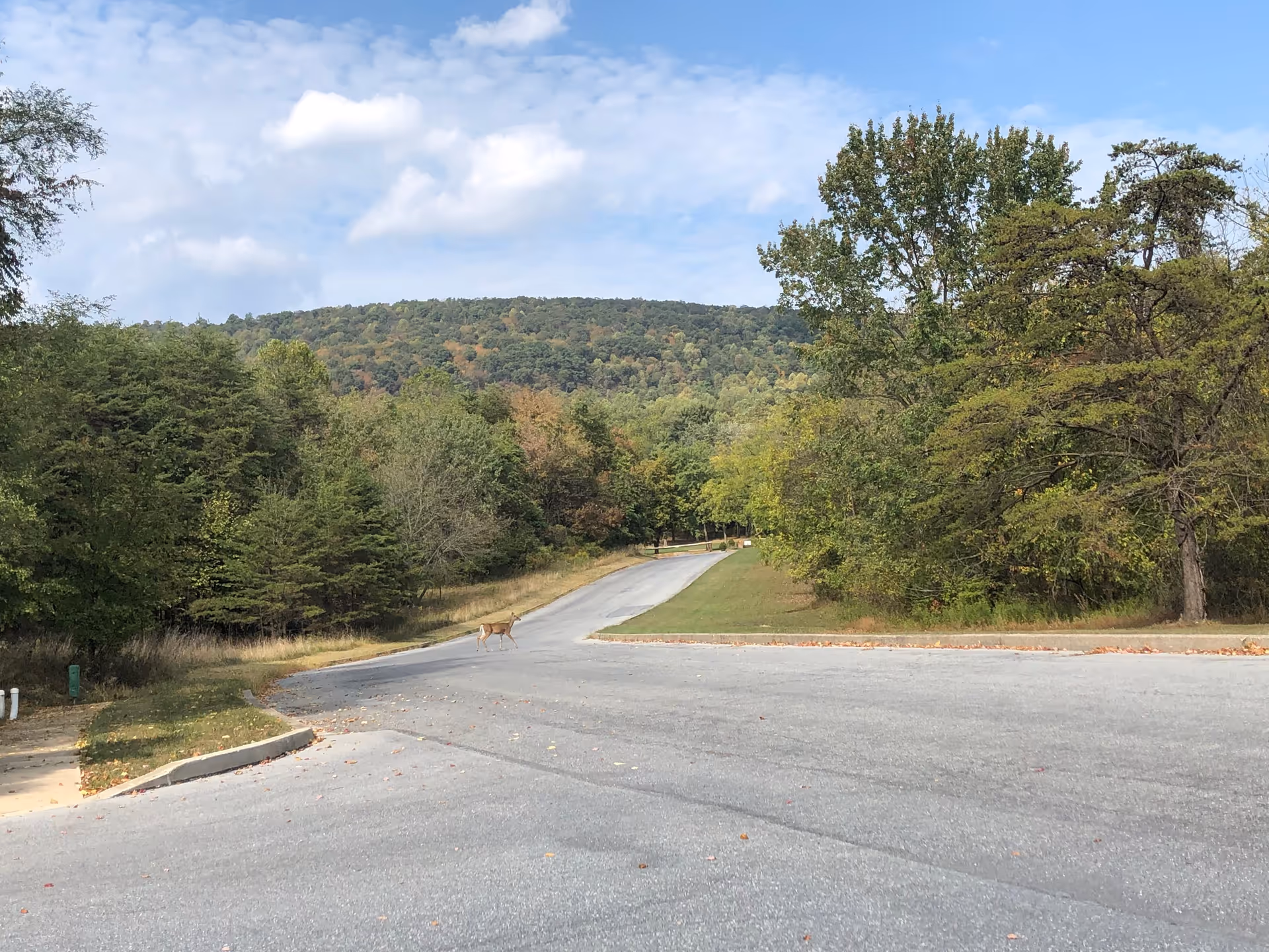 A paved road surrounded by green trees and foliage with a deer crossing the road. In the background, there is a forested hill under a partly cloudy sky.