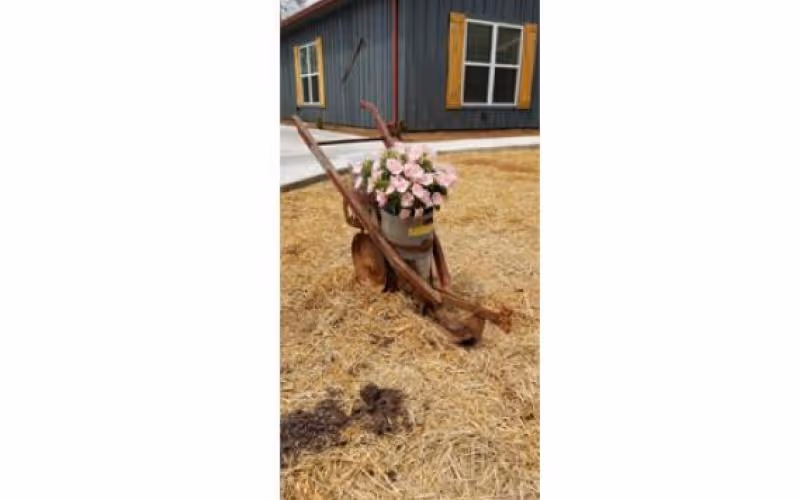A rustic wheelbarrow planter filled with pink flowers sits on straw in front of a building with windows and wooden shutters.
