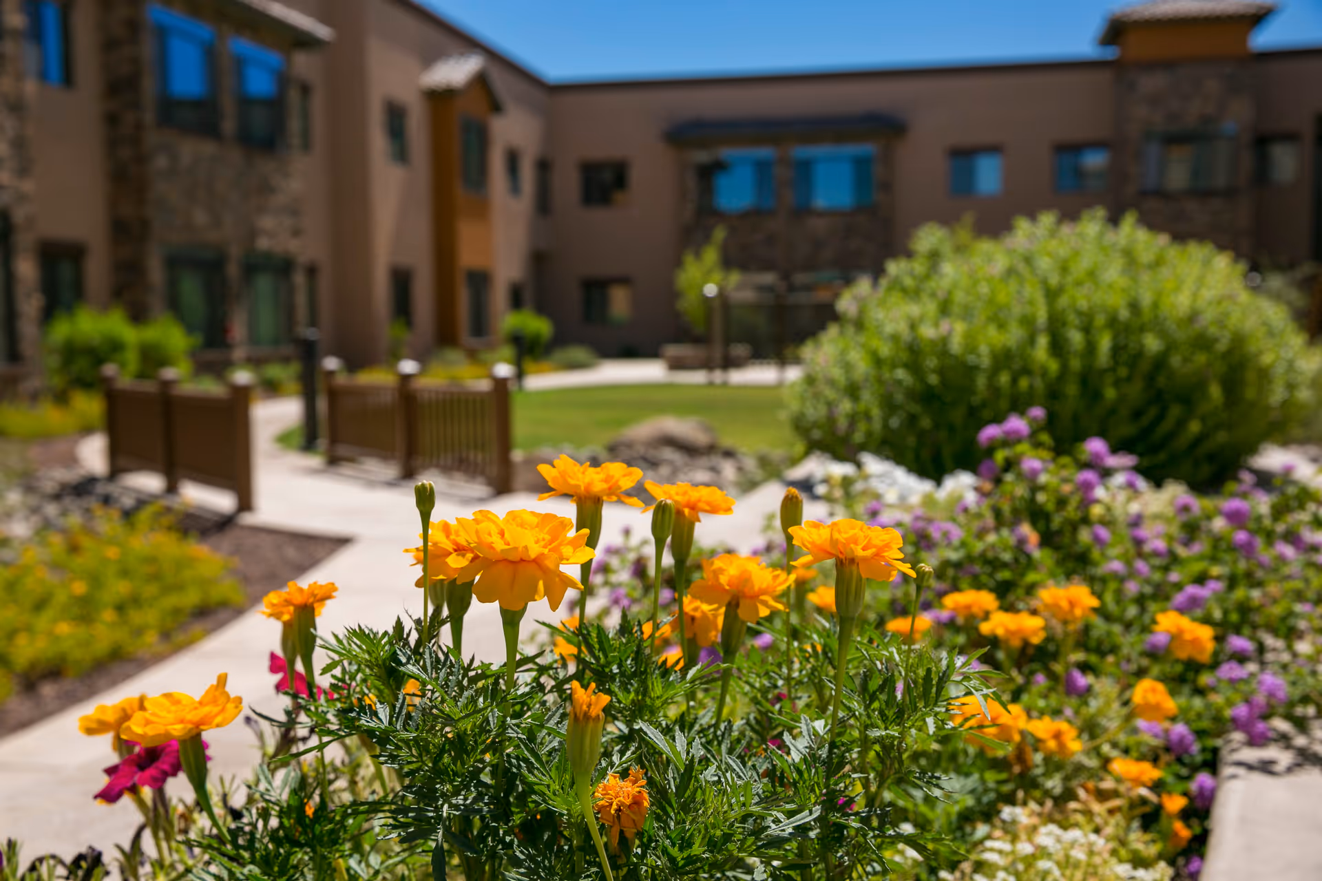 Close-up of yellow and purple flowers in a garden area with a paved walkway and a two-story building with stone and stucco exterior in the background under a clear blue sky.