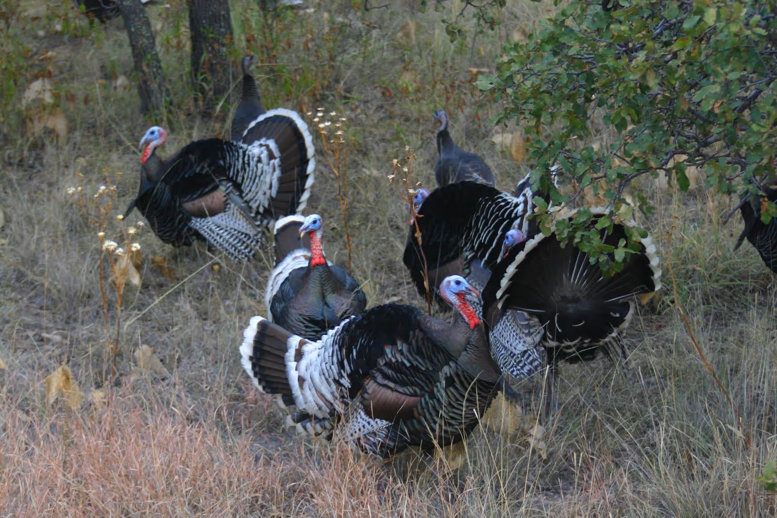 A group of wild turkeys with fanned tails foraging in dry grass under sparse trees.