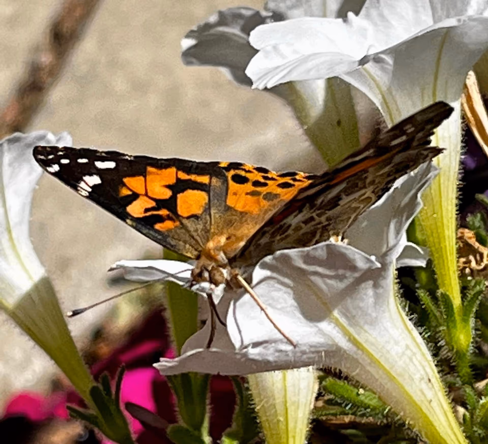Close-up of an orange and black butterfly perched on a white flower with green stems and leaves in the background.