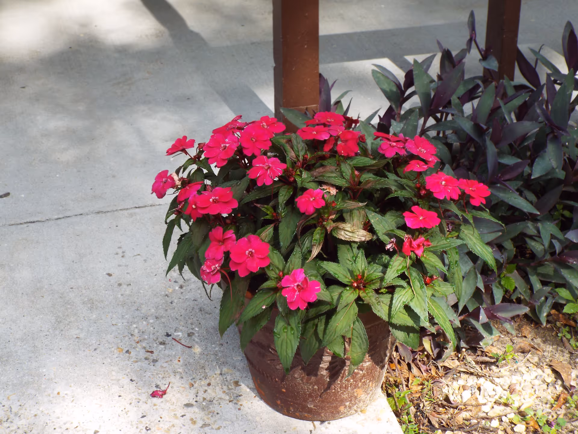 Potted bright pink impatiens on a concrete walkway beside foliage and a wooden post.