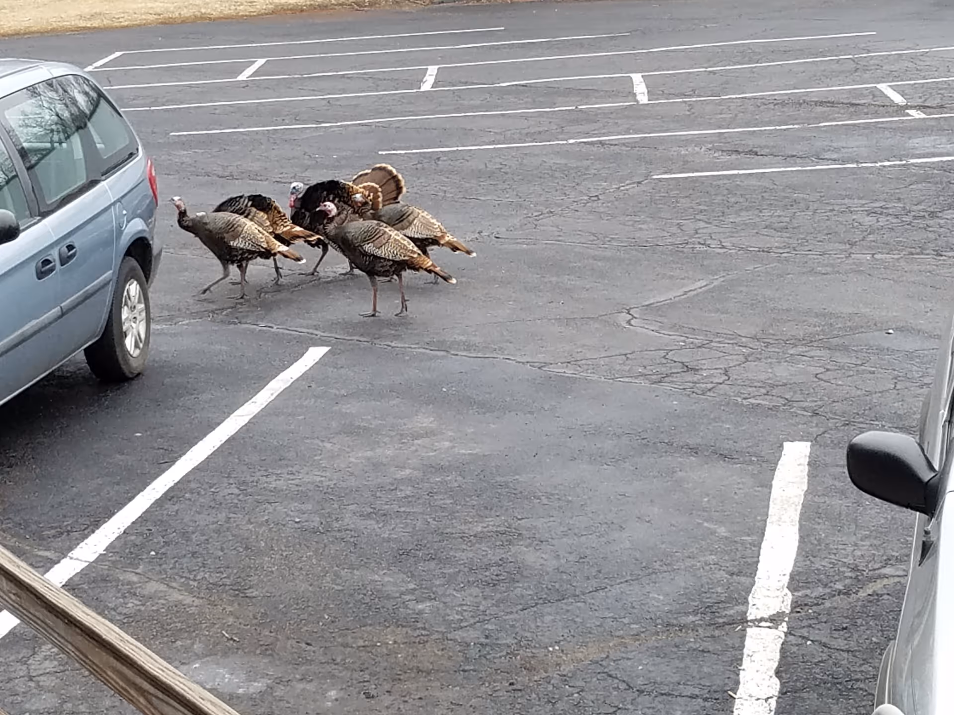 A group of wild turkeys walking together in a mostly empty parking lot between parked vehicles.