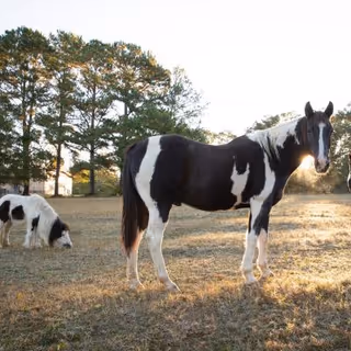 A black and white horse standing on a grassy field with a small black and white pony grazing nearby. There are tall pine trees in the background under a clear sky.
