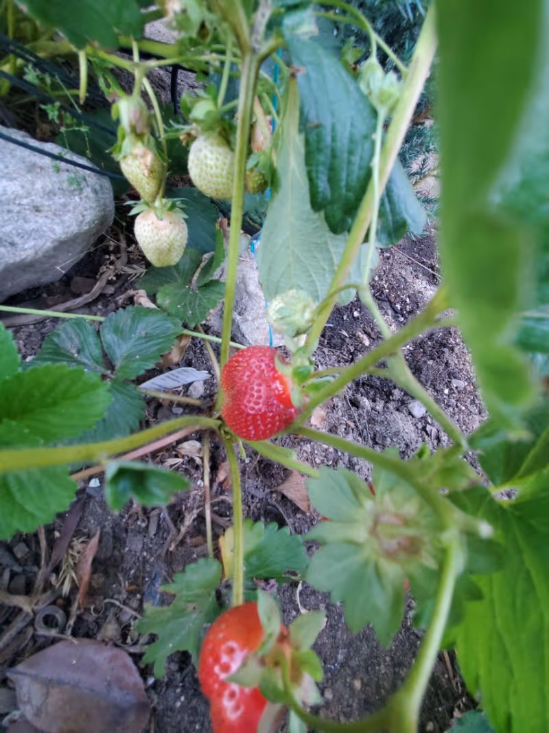Close-up view of a strawberry plant with green leaves and several strawberries in different stages of ripeness, including some red ripe strawberries and some unripe green ones, growing in soil with a rock visible in the background.