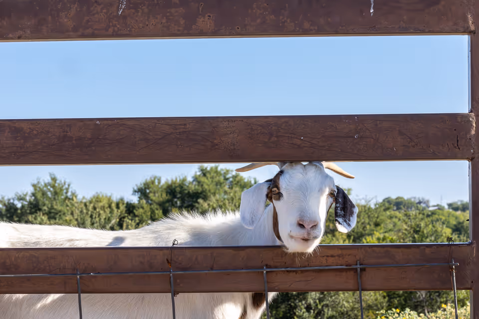 A white goat with brown patches peeks its head through a wooden fence with green trees and a clear blue sky in the background.