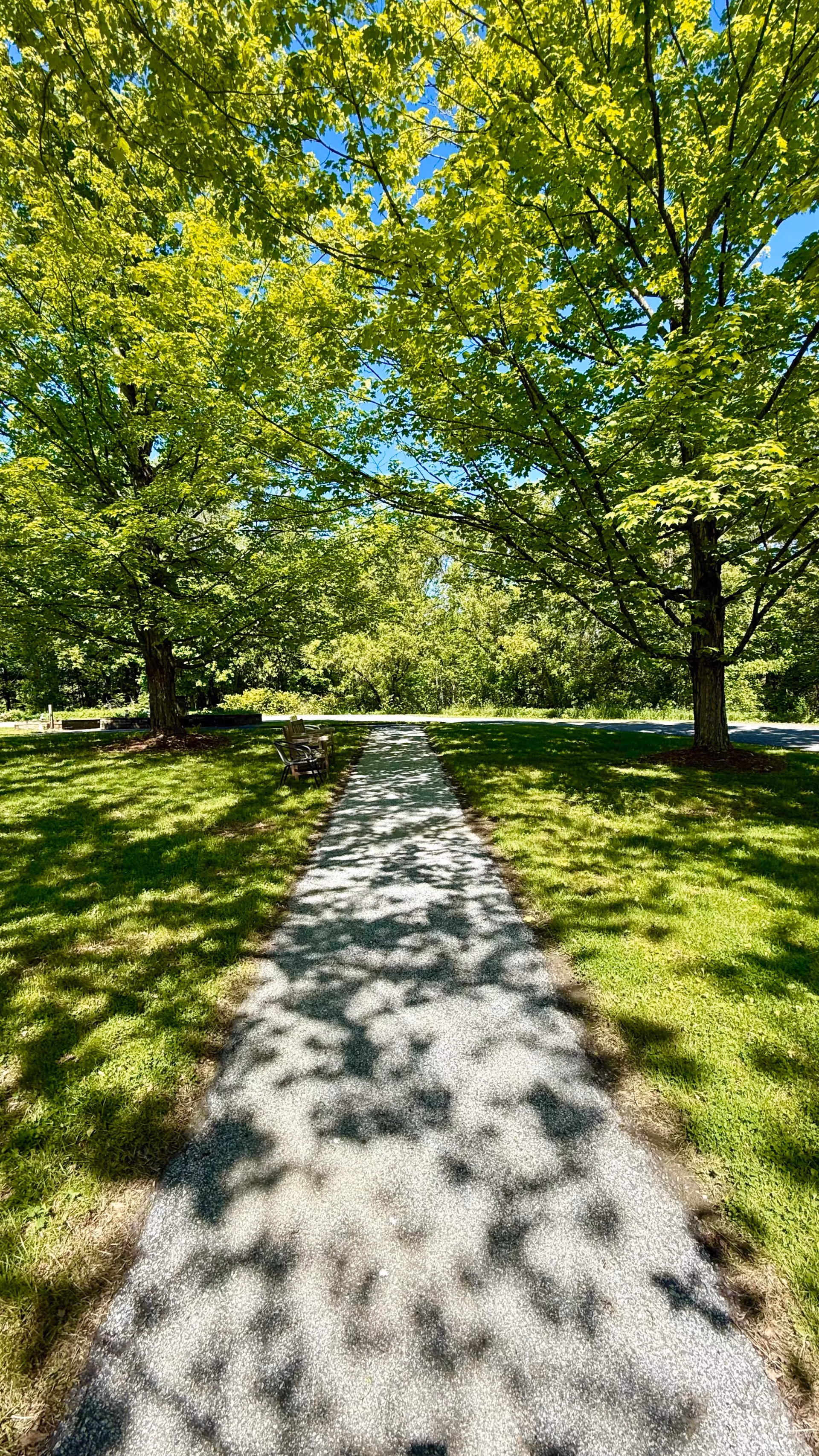 A paved path winds through a sunlit, grassy outdoor area lined with tall green trees and a bench nearby.