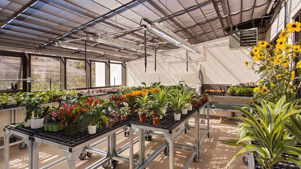 A bright greenhouse room filled with various potted plants and flowers arranged on metal tables with wheels. The room has large windows allowing natural light to enter, and the ceiling is covered with a translucent material. Yellow flowers are prominently visible on the right side.