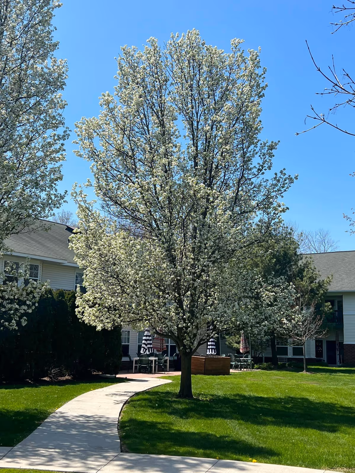 A bright outdoor courtyard area with a concrete pathway curving through green grass. A large tree with white blossoms stands prominently in the center. In the background, there are residential buildings with white siding and dark roofs. Patio tables with umbrellas are visible near the buildings under a clear blue sky.