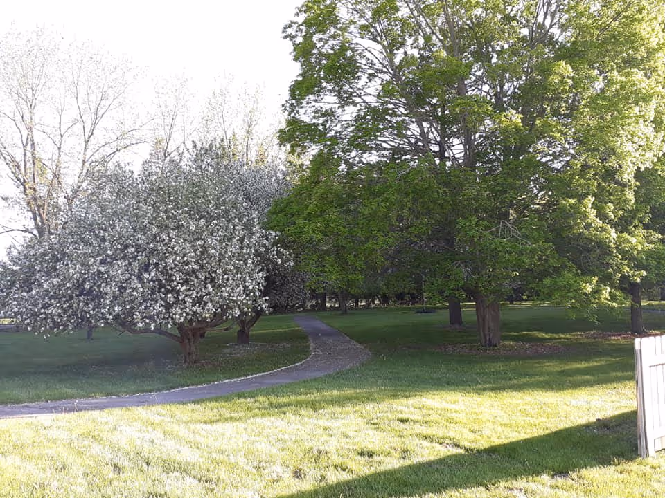 A peaceful outdoor garden area with a paved walking path winding through green grass and several trees, including one with white blossoms and others with lush green leaves, under a clear sky.