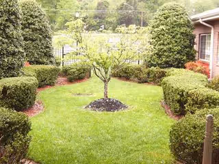 Neatly manicured outdoor yard with a central tree, hedges, and a building.