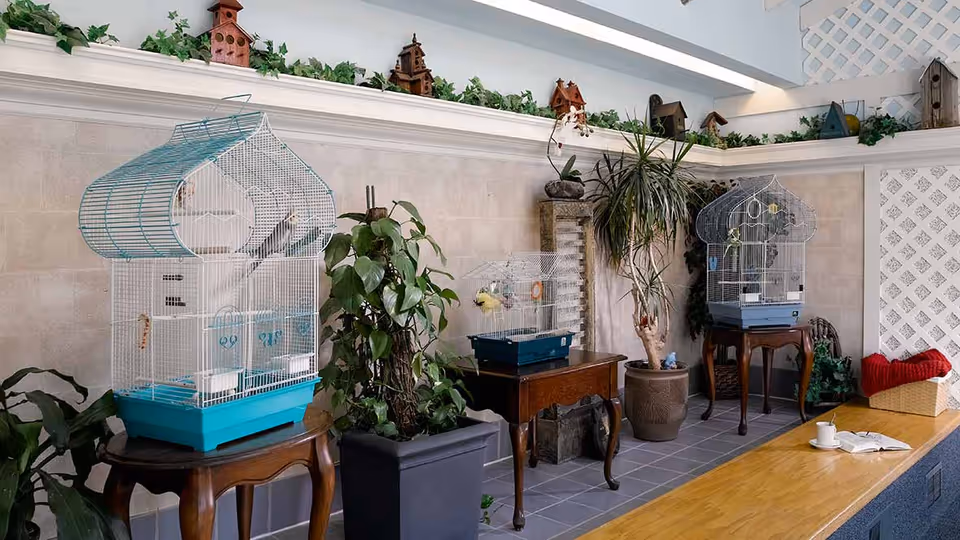 Indoor area with three bird cages placed on wooden tables and stands, surrounded by various potted plants. The wall behind has a beige tile design with a white lattice trim and decorative birdhouses on a ledge above.