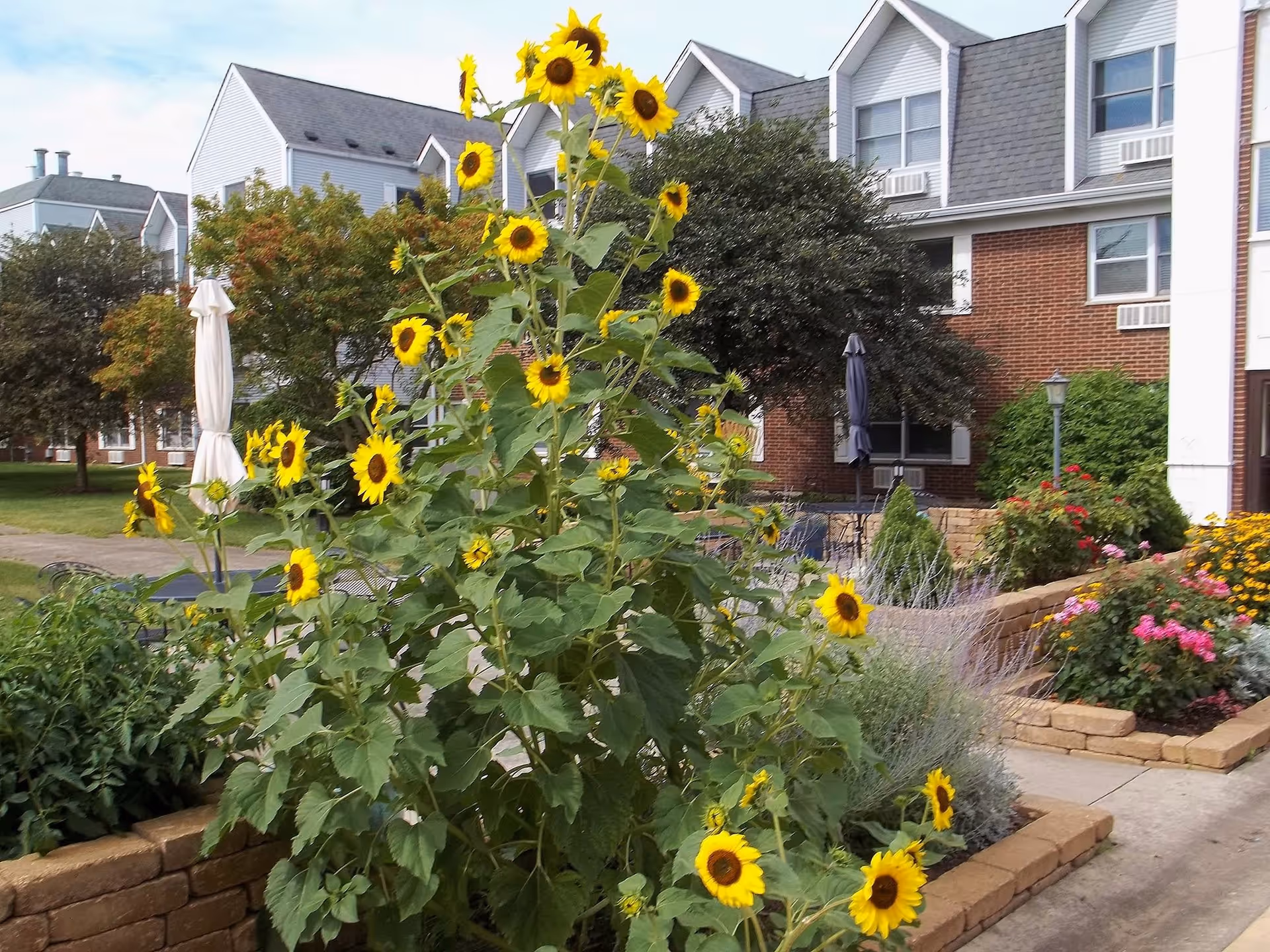Outdoor garden area with tall sunflowers and other colorful flowers in raised stone flower beds. In the background, there are residential-style buildings with white siding and brick accents, along with patio tables and closed umbrellas.