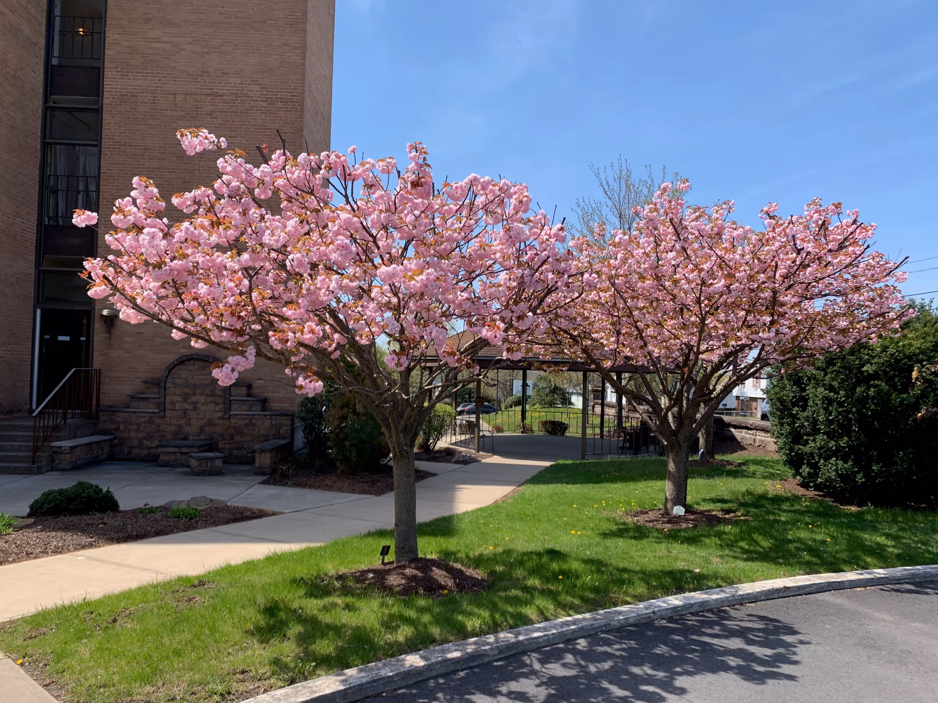 Two pink blossoming cherry trees on the grass in front of a brick building entrance under a clear blue sky.