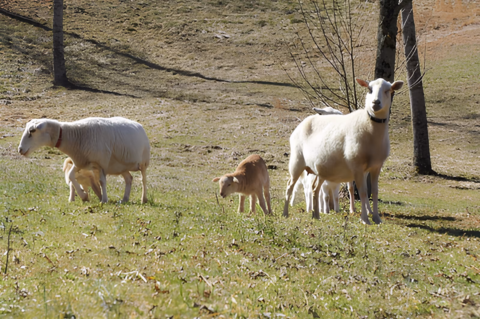 A group of sheep grazing on a grassy field with some trees in the background on a sunny day.