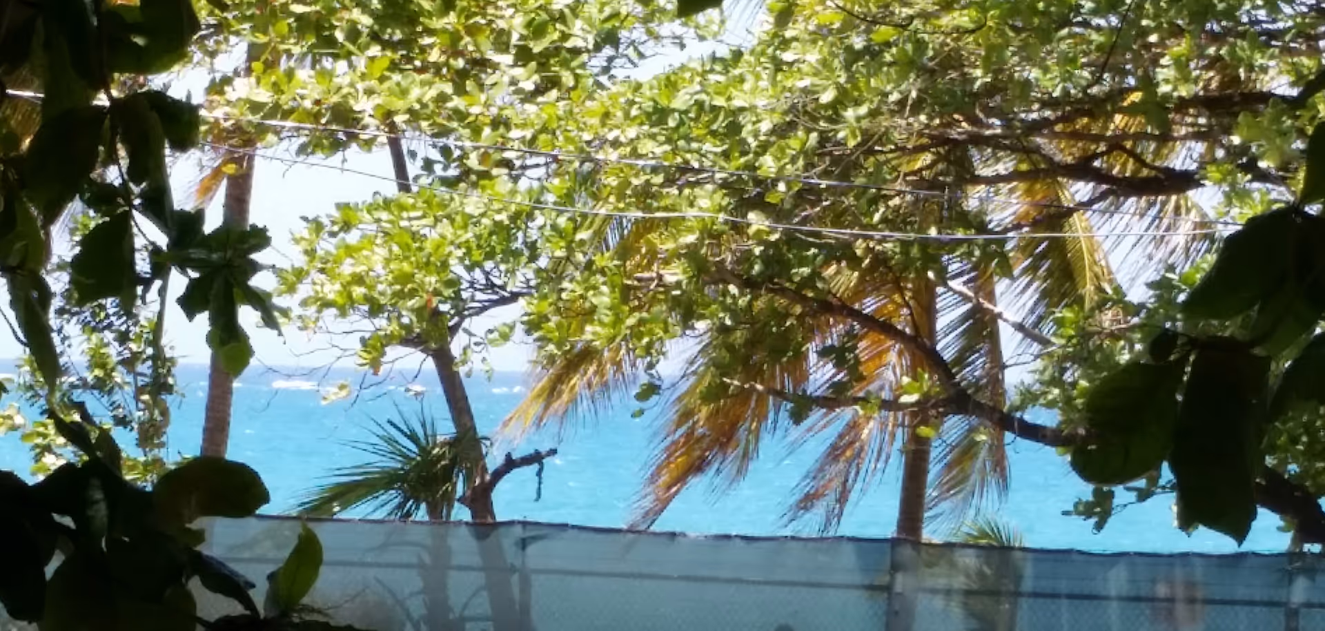 View of a bright blue ocean seen through green leafy trees and palm trees, with a fence in the foreground.