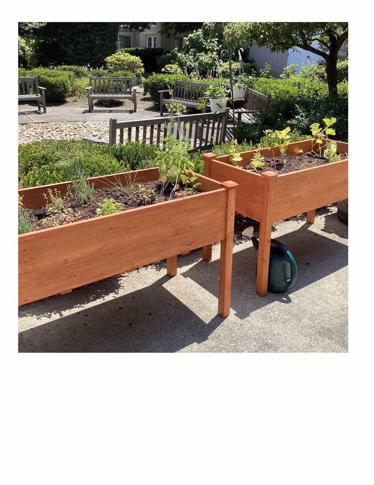 Two wooden raised garden beds with various small plants growing in them, placed on a concrete surface. In the background, there are several wooden benches, green bushes, and trees in a garden area under sunlight.