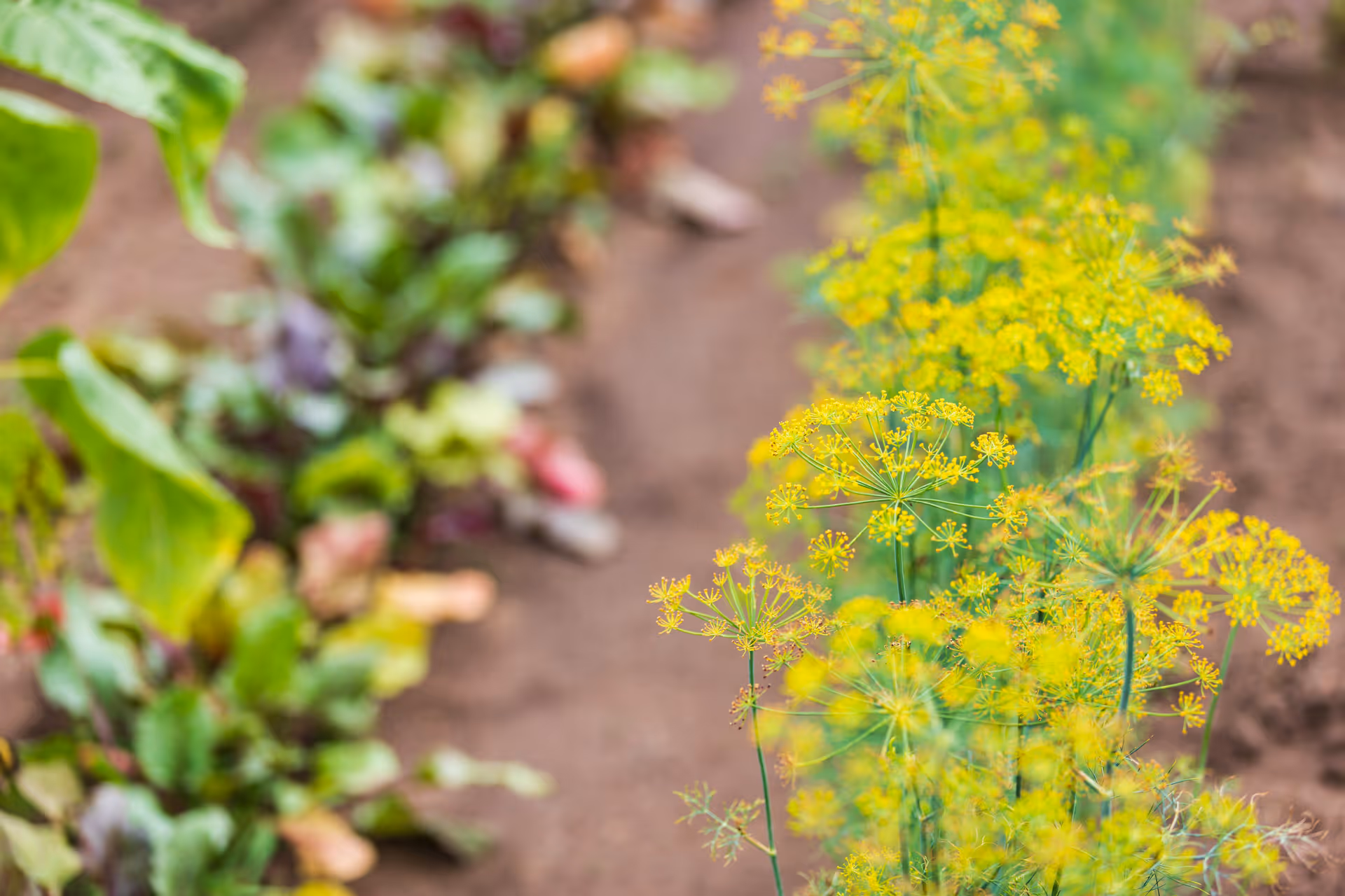 Close-up of yellow umbel flowers in a garden bed with blurred leafy plants and soil in the background.