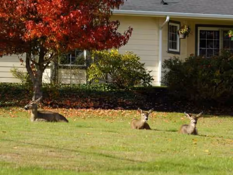 Three rabbits lounge on a grassy front lawn with a beige building in background.