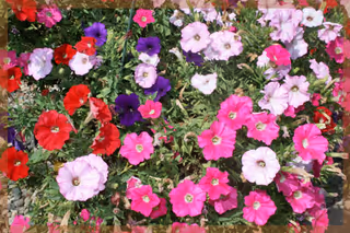 Close-up of a bed of colorful petunia flowers in shades of pink, purple, red, and white.