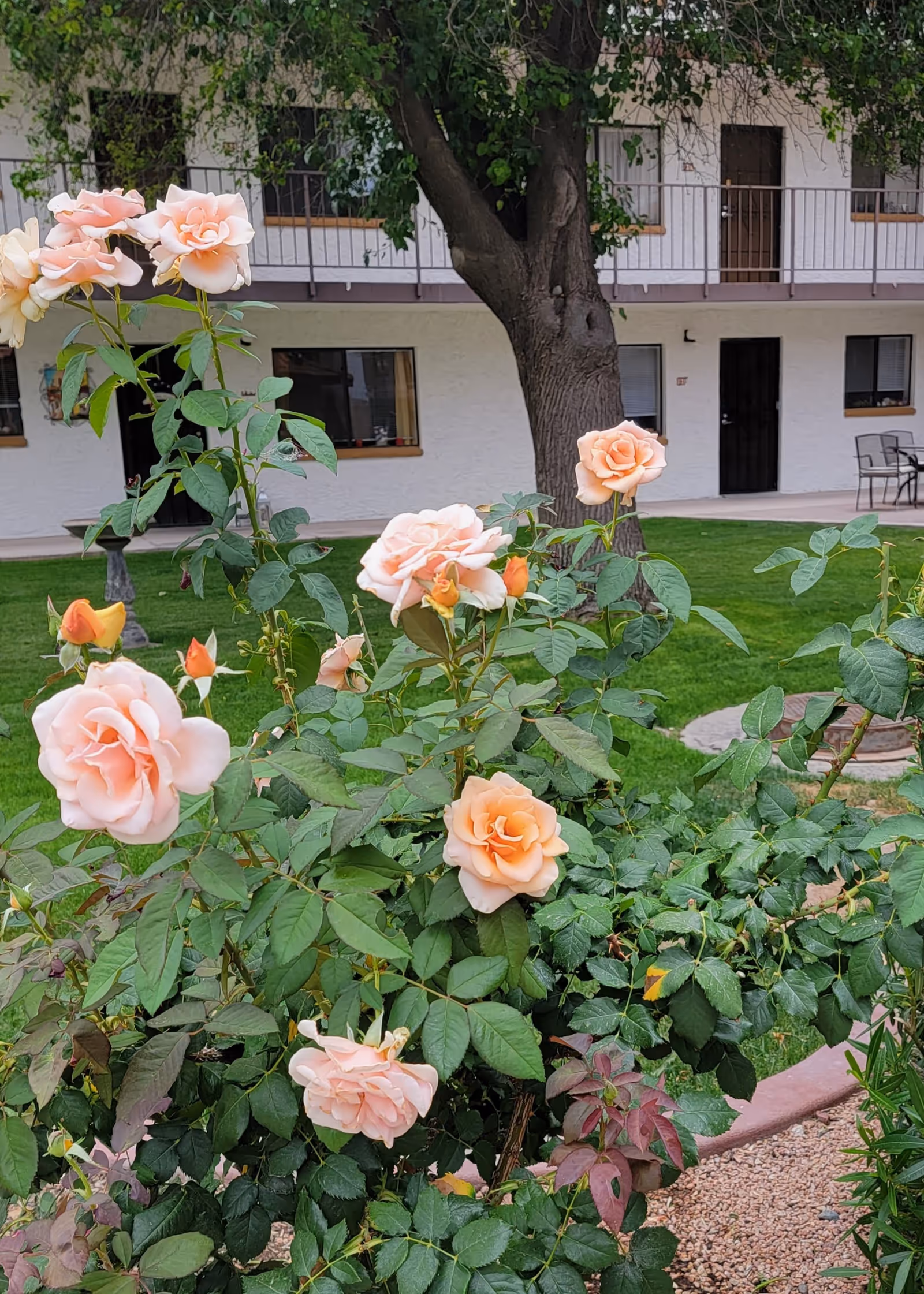 Peach roses blooming in a courtyard garden with a tree and the exterior of a two-story building with doors and balconies in the background.