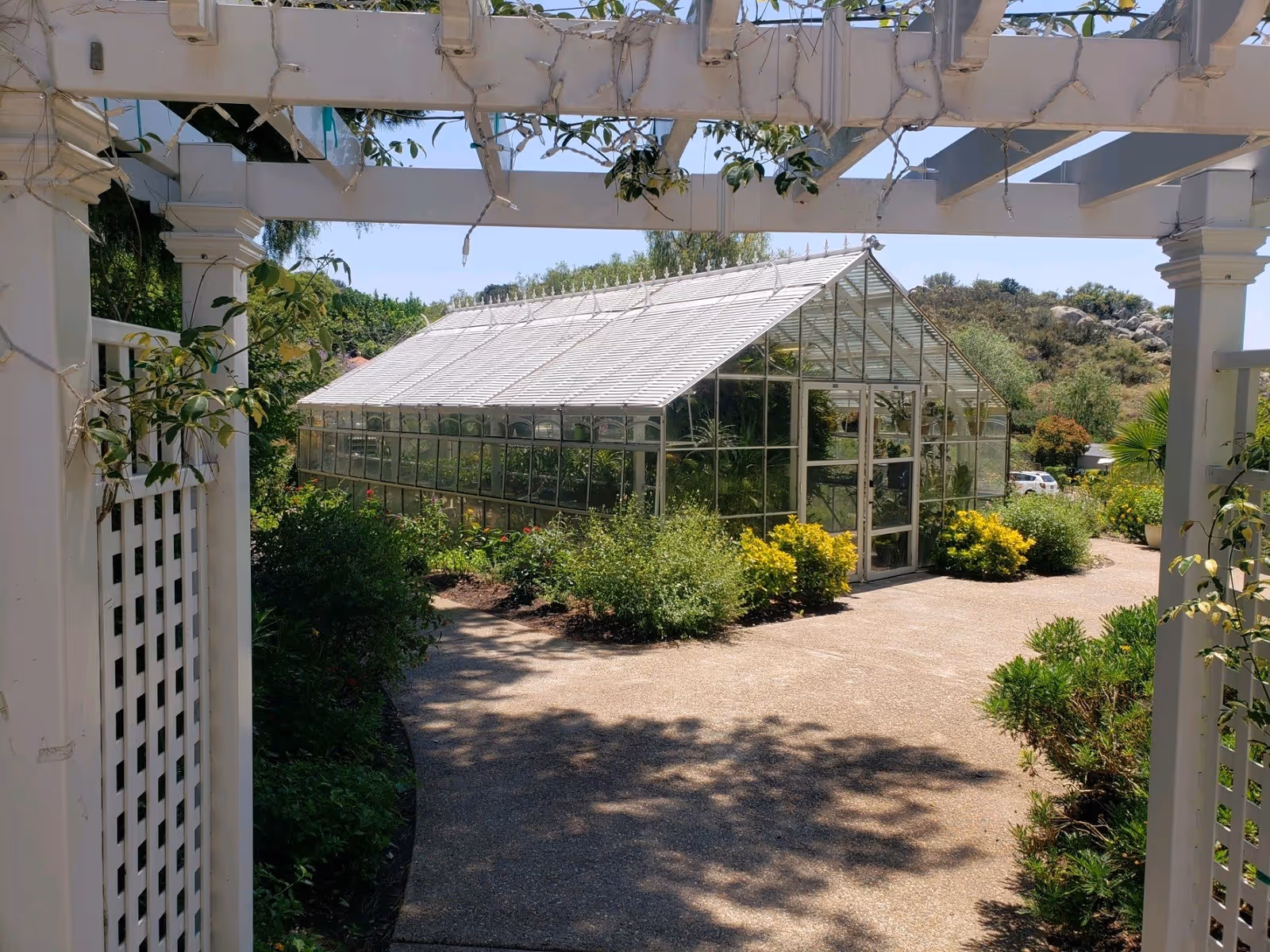 View through a white wooden pergola of a glass greenhouse surrounded by lush green plants and bushes on a sunny day with a clear blue sky.