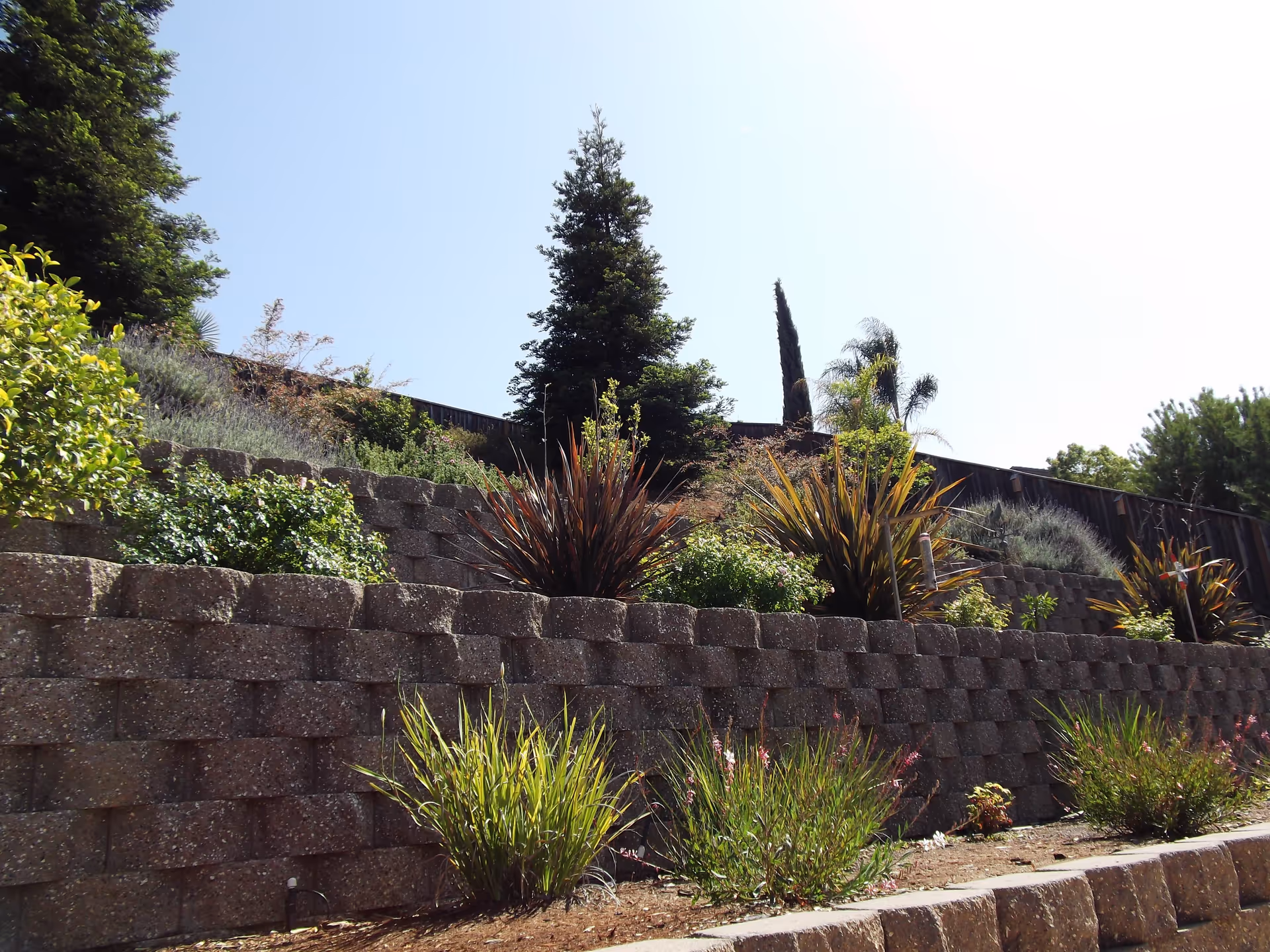 Terraced garden with stone retaining walls and various shrubs and plants under a clear blue sky.