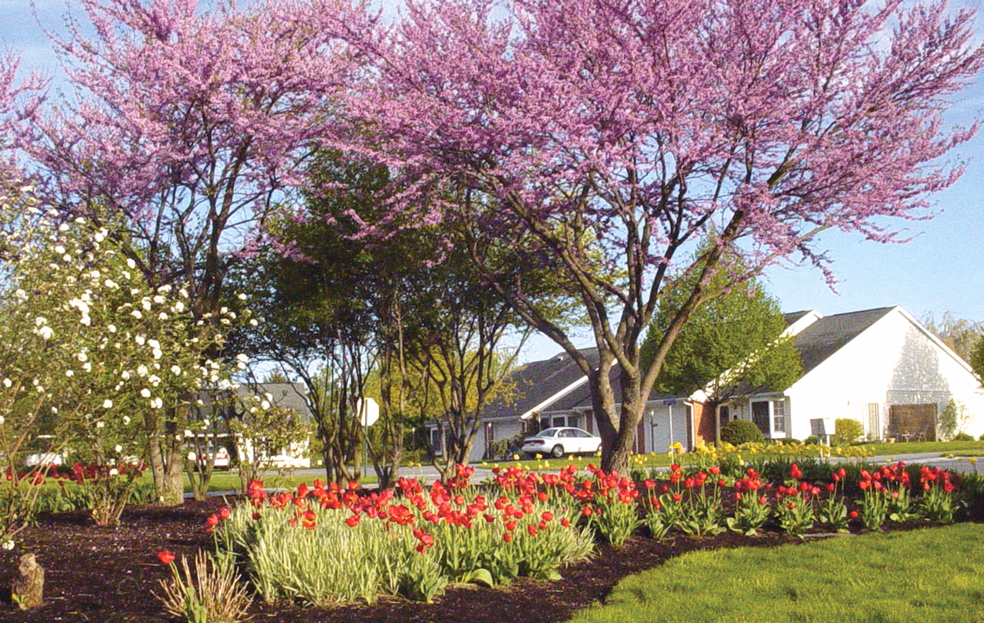 Red tulip beds and blooming purple trees on a lawn in front of a white residential building.