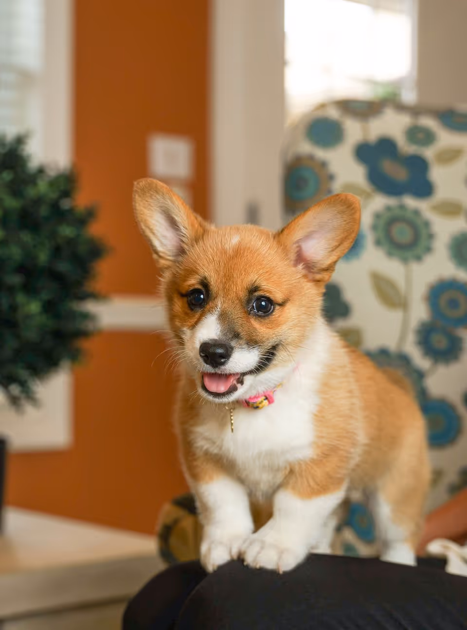 A small brown and white puppy with large ears and a pink collar standing on a person's lap in a cozy indoor setting with a patterned chair and a green plant in the background.