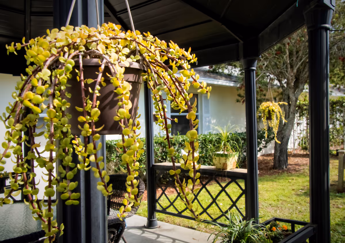 Close-up of a hanging potted plant with trailing green leaves on a covered patio. In the background, there is another hanging plant, a potted plant on a railing, a wicker chair, and a grassy yard with trees and bushes near a light-colored building.