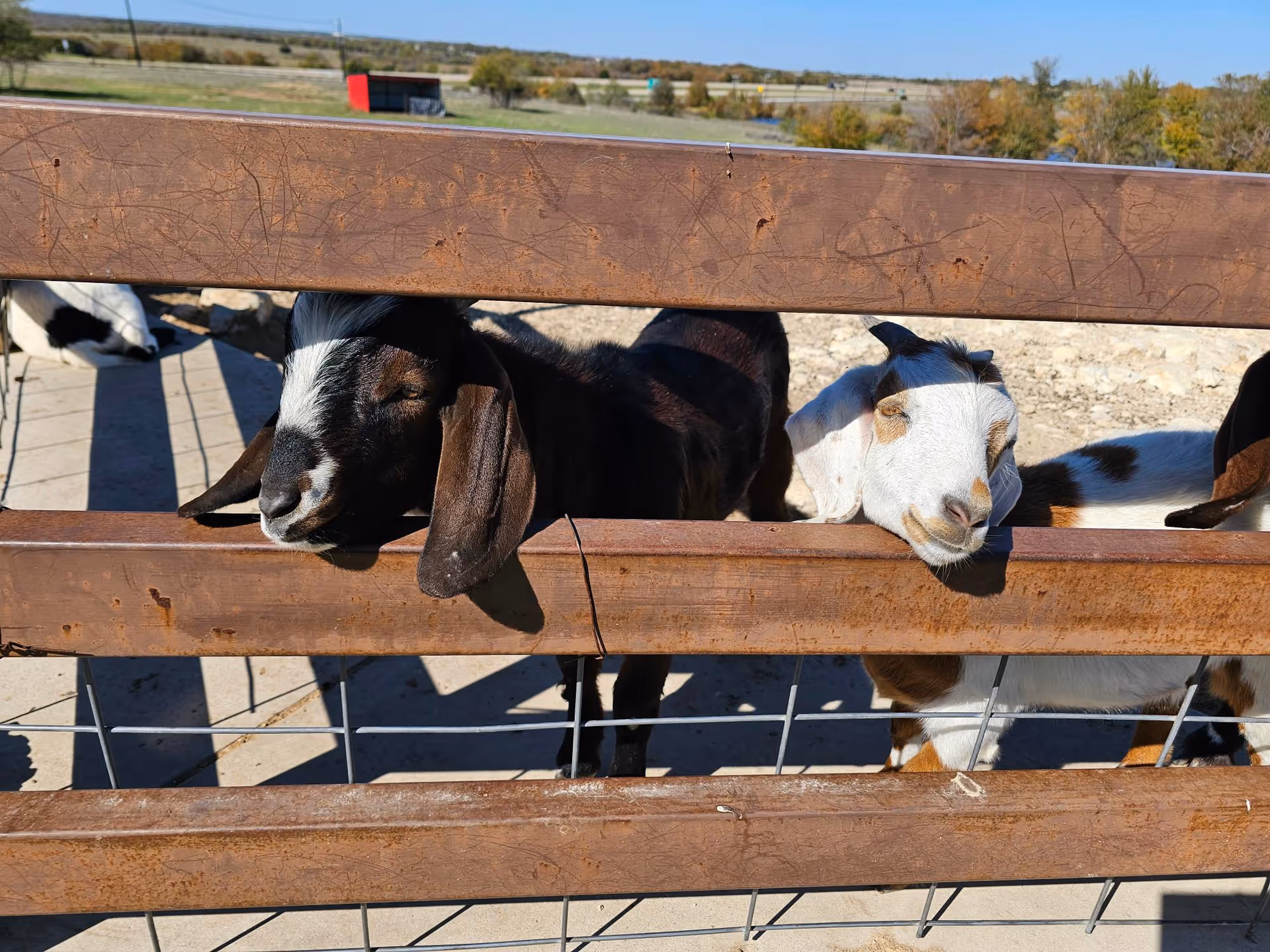 Two goats resting their heads on a rusty metal fence with a rural landscape and clear blue sky in the background.