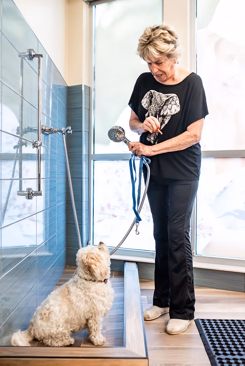 An elderly woman holding a shower head and a blue dog leash is standing next to a small white fluffy dog sitting on a wooden platform in a tiled shower area with a large frosted window in the background.