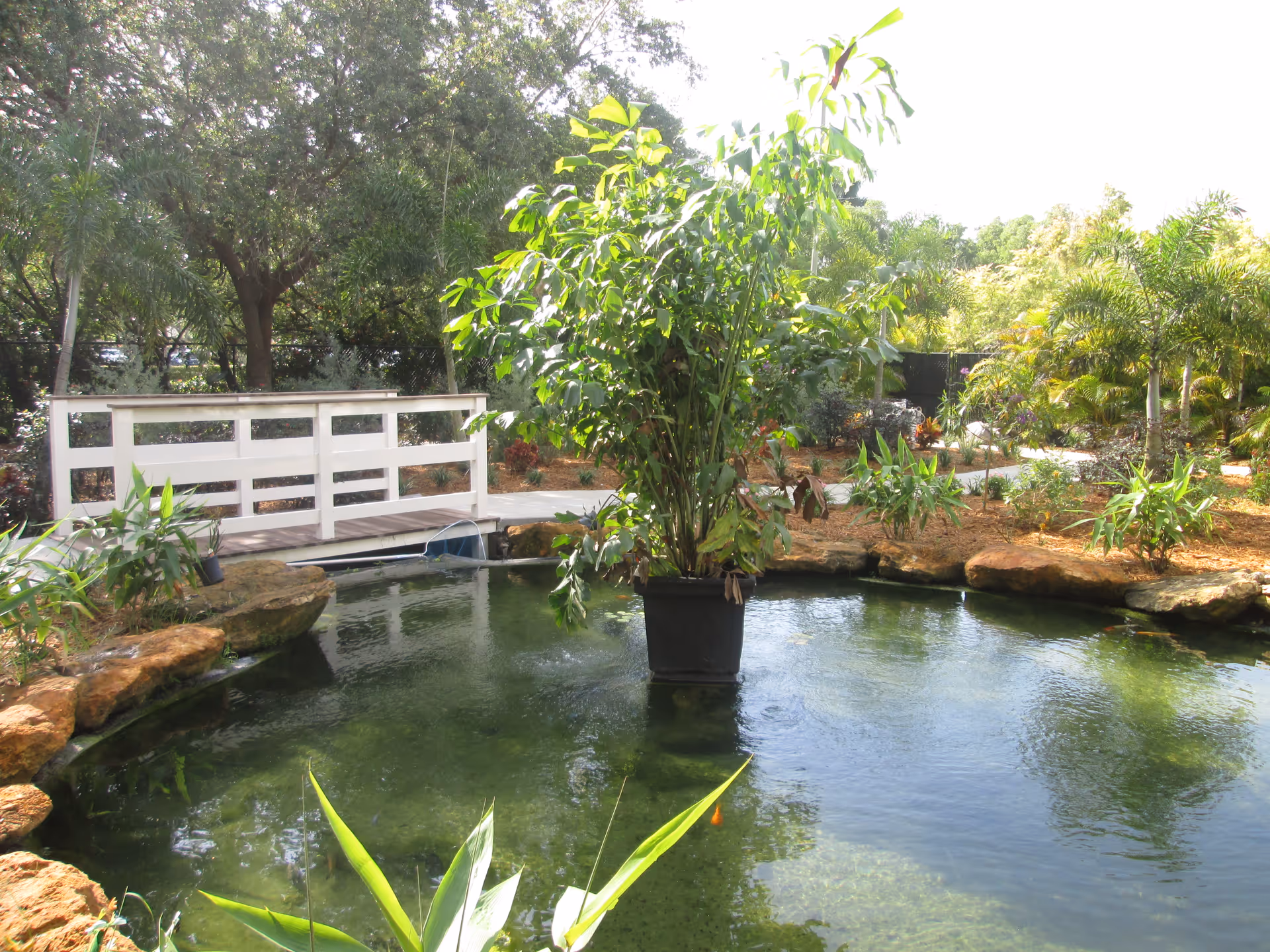 A serene outdoor garden area featuring a small pond with clear water, surrounded by rocks and various green plants. A white wooden bridge crosses over one side of the pond, and trees and shrubs fill the background under bright daylight.