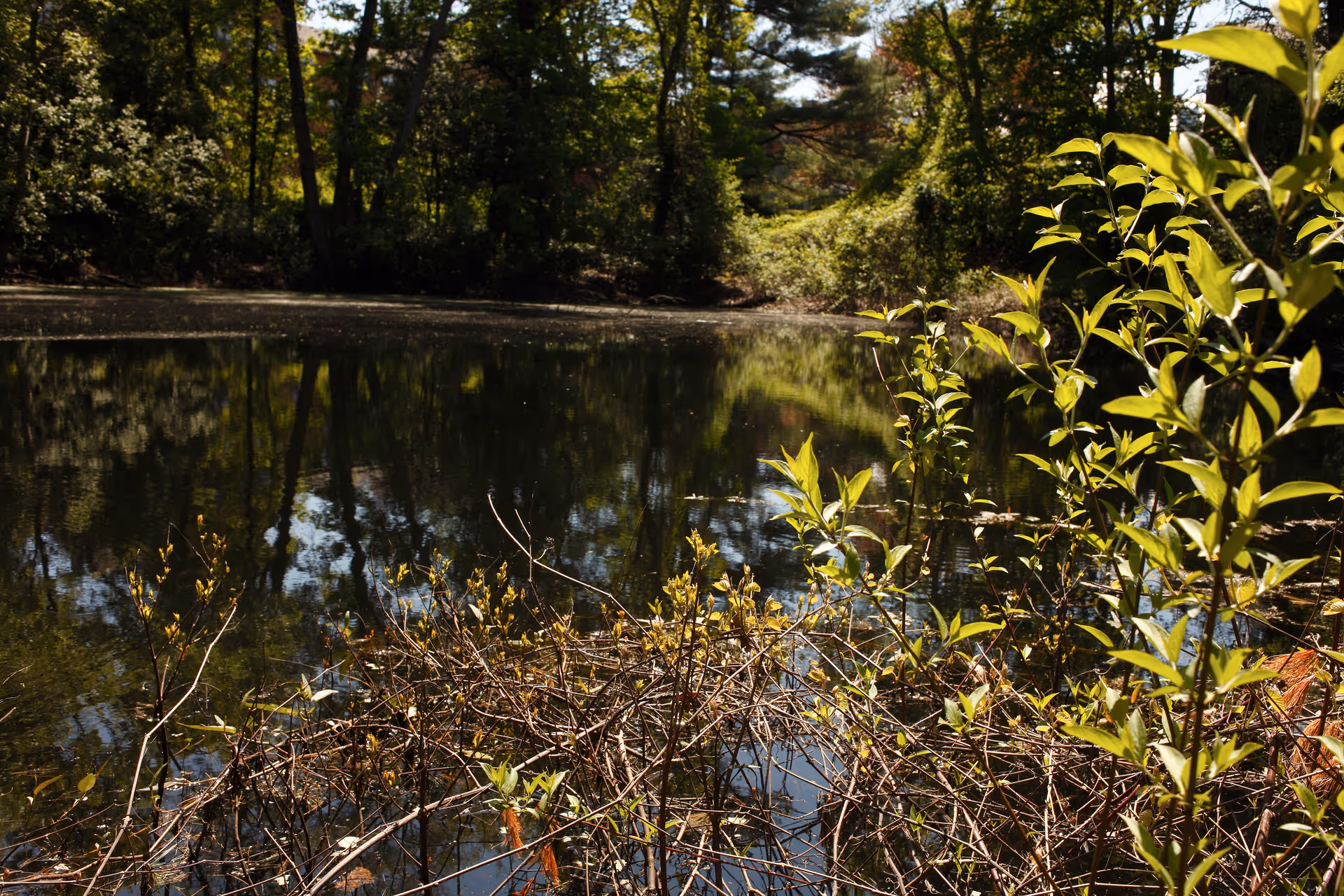 A peaceful outdoor scene featuring a small pond surrounded by dense trees and bushes with sunlight filtering through the leaves.