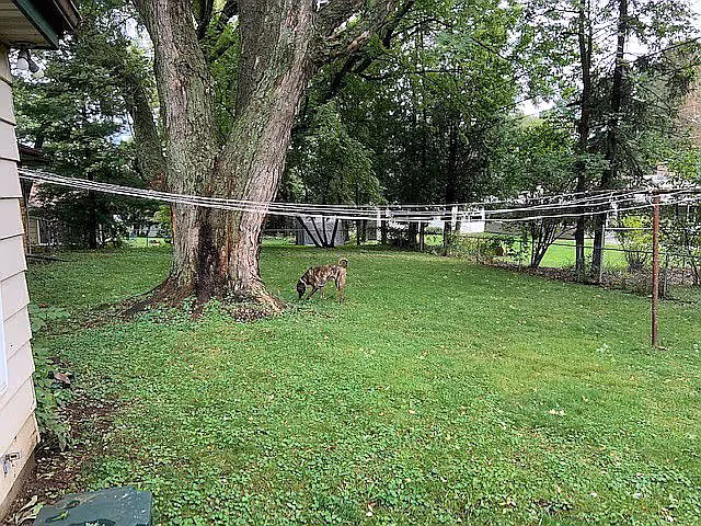 A grassy backyard area with a large tree in the center and a dog sniffing the ground. There are multiple clotheslines strung across the yard and a fence in the background with trees and greenery surrounding the area.