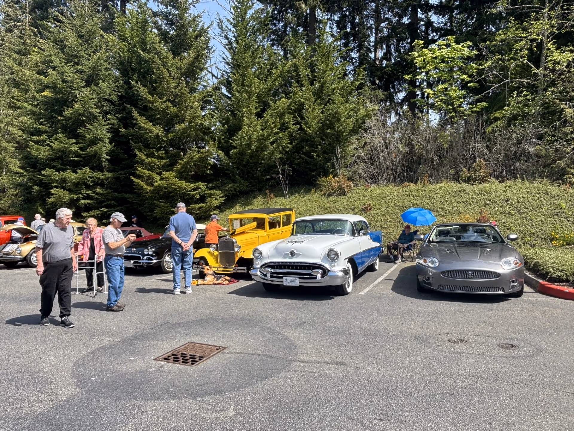 A group of elderly people standing and sitting near a row of classic and modern cars parked in an outdoor parking lot surrounded by tall trees and greenery on a sunny day.