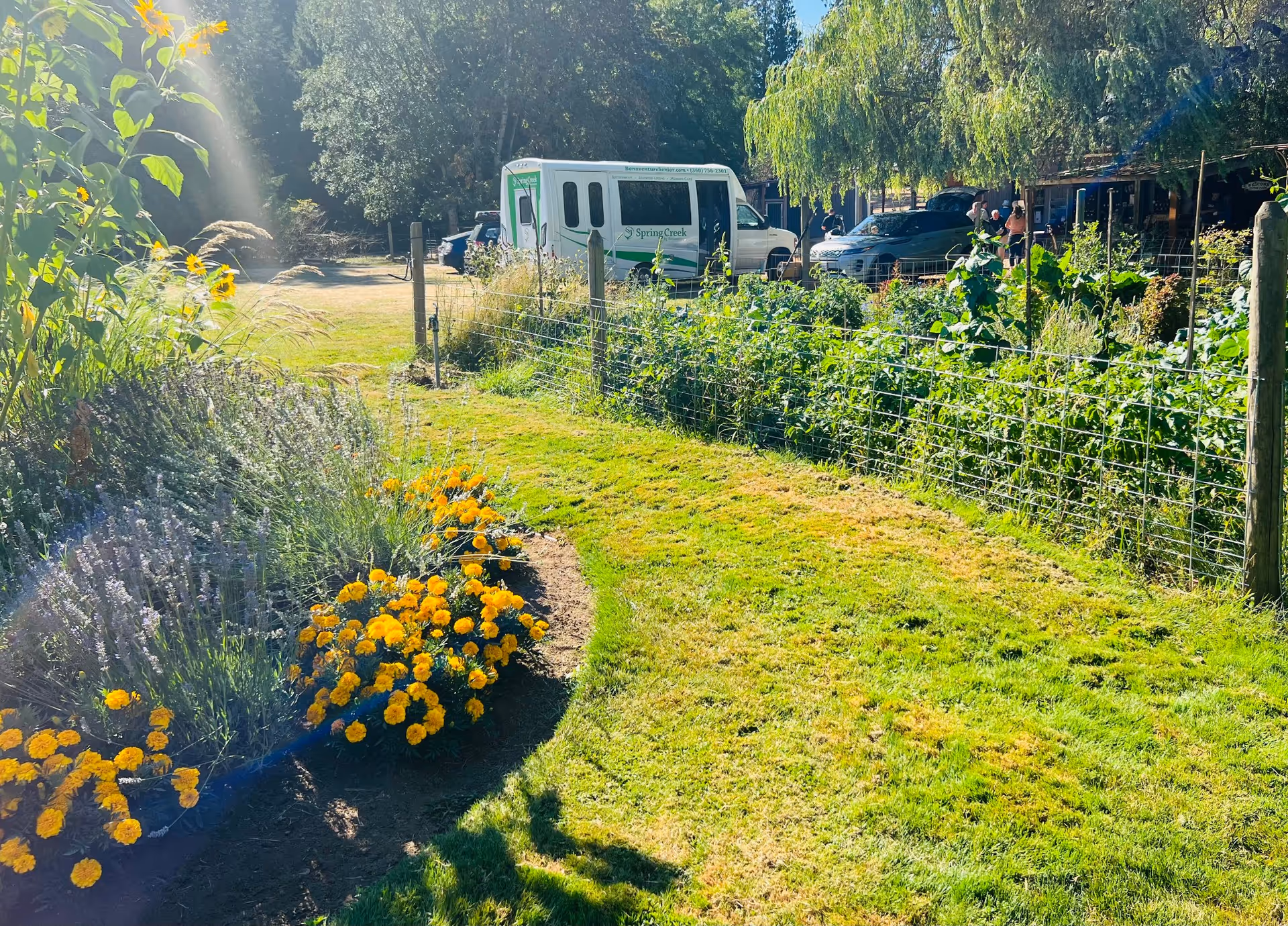 A sunny outdoor garden area with green grass, yellow and purple flowers, and a wire fence. In the background, there is a white van with 'Spring Creek' written on it, parked near some trees and other vehicles.