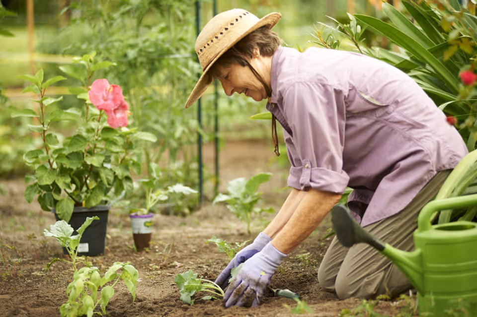An elderly woman wearing a straw hat, purple shirt, and gardening gloves is kneeling on the soil in a garden, planting a small green plant. There are other plants and flowers around her, and a green watering can is visible nearby.