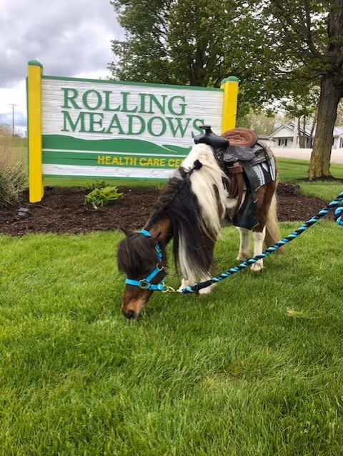 A small horse with a saddle and blue harness is grazing on green grass in front of a sign that reads 'Rolling Meadows Health Care Center'. The background includes trees, a house, and a partly cloudy sky.