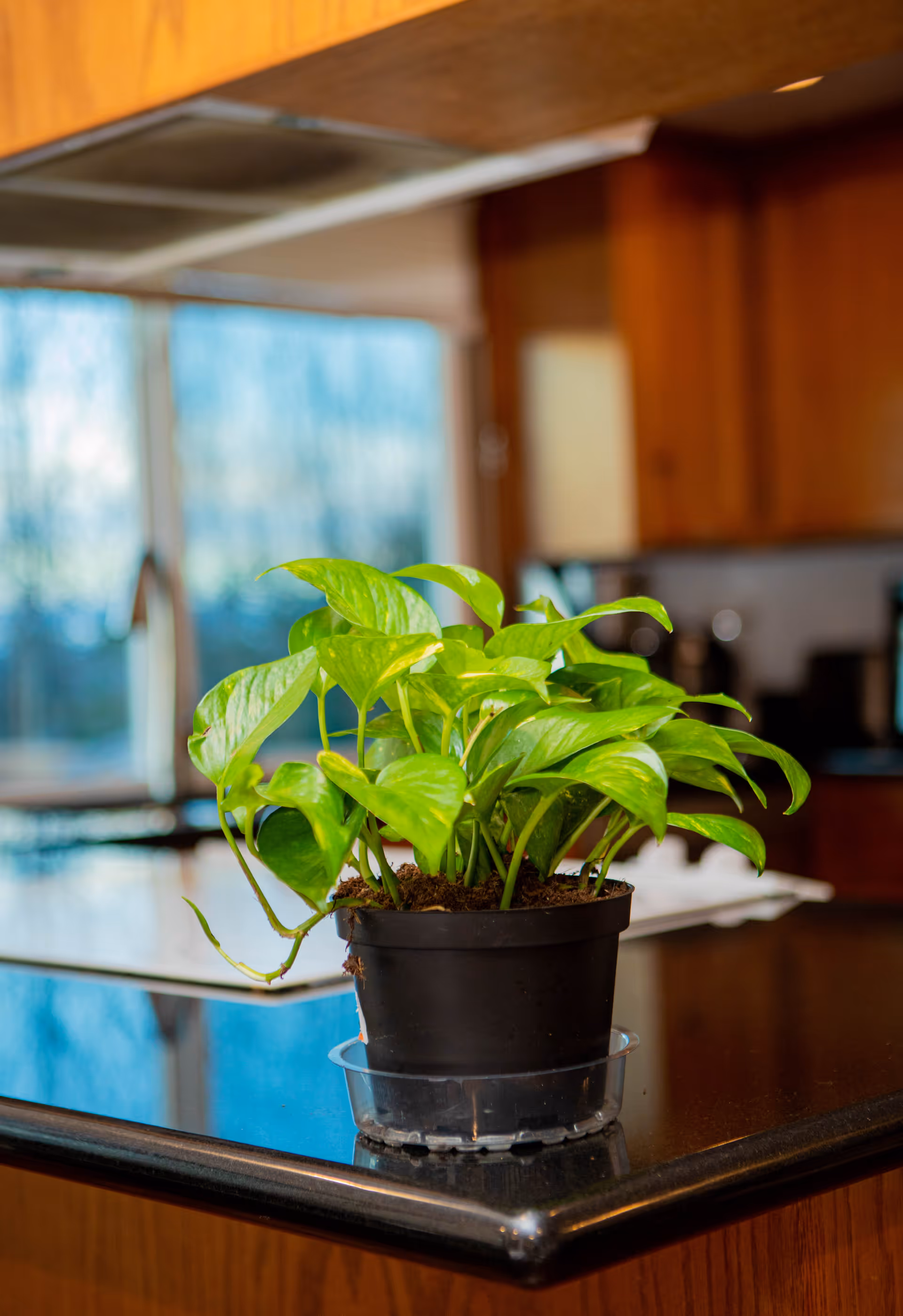 A potted green houseplant sits on a glossy kitchen island with blurred wooden cabinets and a window in the background.